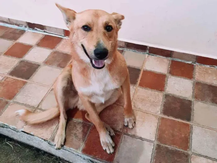 Cachorro ra a SRD idade 3 anos nome Sebastião