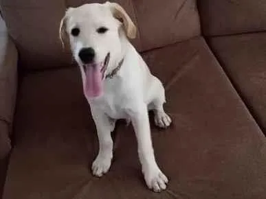 Cachorro ra a Labrador idade 1 ano nome Bobi