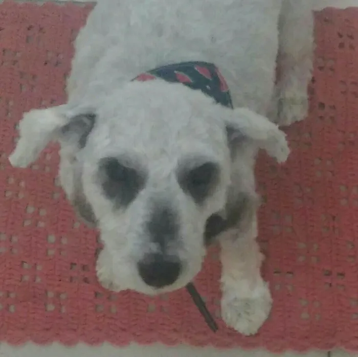 Cachorro ra a Poodle  idade 5 anos nome Lili