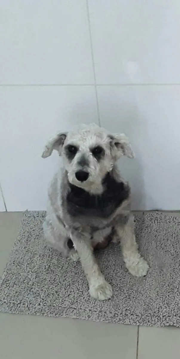 Cachorro ra a Poodle  idade 5 anos nome Lili