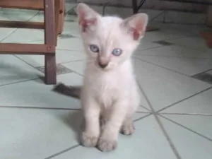 Gato raça Normal idade Abaixo de 2 meses nome Mia,pitoca 