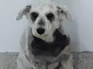 Cachorro raça Poodle  idade 5 anos nome Lili