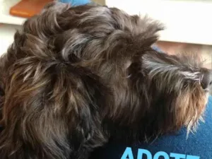 Cachorro raça Poodle  idade 2 a 6 meses nome KIMURA