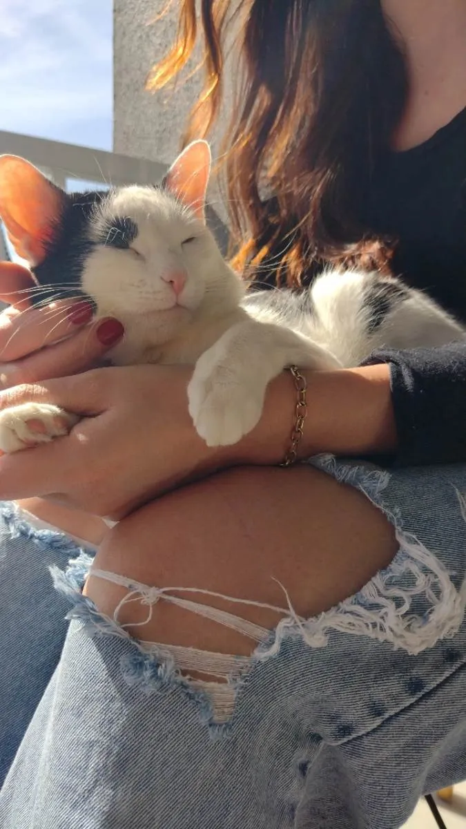Gato ra a Não definida  idade 2 anos nome Mimi
