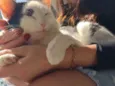 Mimi