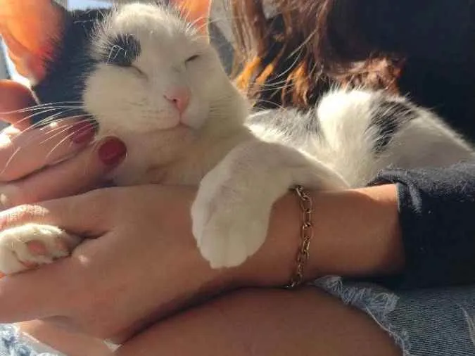 Gato ra a Não definida  idade 2 anos nome Mimi