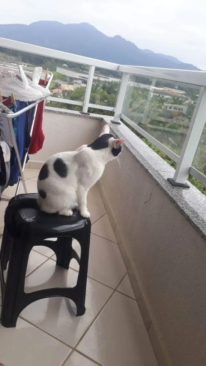 Gato ra a Não definida  idade 2 anos nome Mimi
