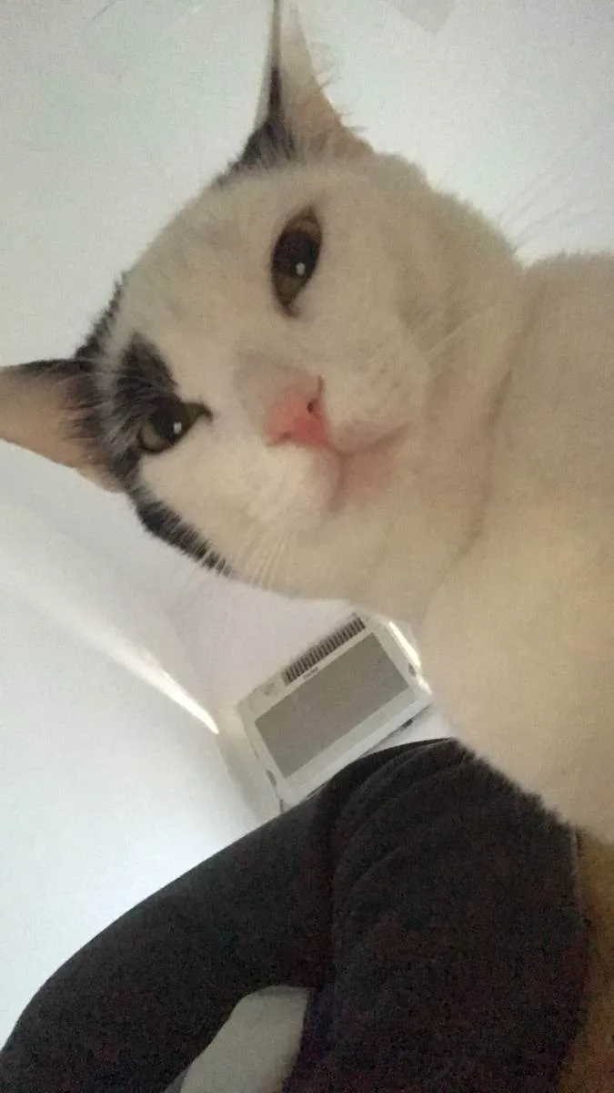 Gato ra a Não definida  idade 2 anos nome Mimi