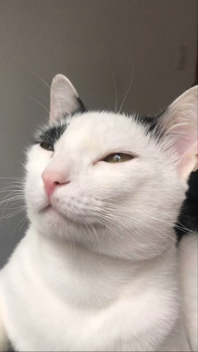 Gato ra a Não definida  idade 2 anos nome Mimi
