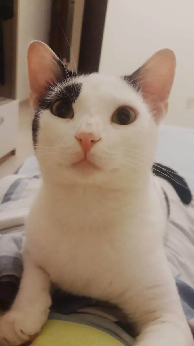Gato ra a Não definida  idade 2 anos nome Mimi