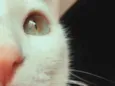 Mimi