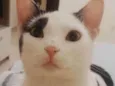 Mimi