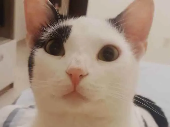Gato ra a Não definida  idade 2 anos nome Mimi
