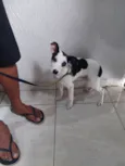 Cachorro raça Srd idade 2 a 6 meses nome Max