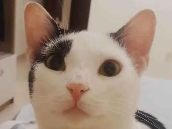 Gato ra a Não definida  idade 2 anos nome Mimi