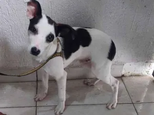Cachorro raça Srd idade 2 a 6 meses nome Max