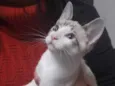 Filhote 3 meses
