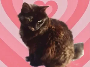 Gato raça Srd idade 1 ano nome Ágatha linda urgente