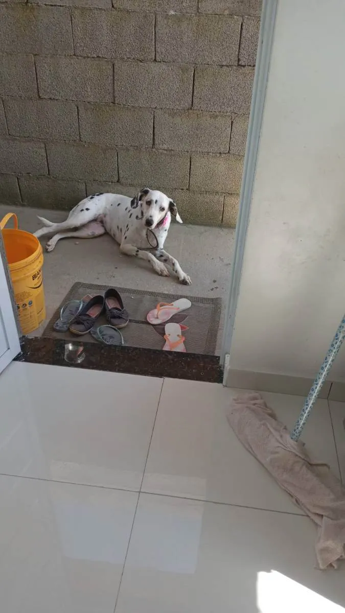 Cachorro ra a Dalmatas idade 6 ou mais anos nome Mel 