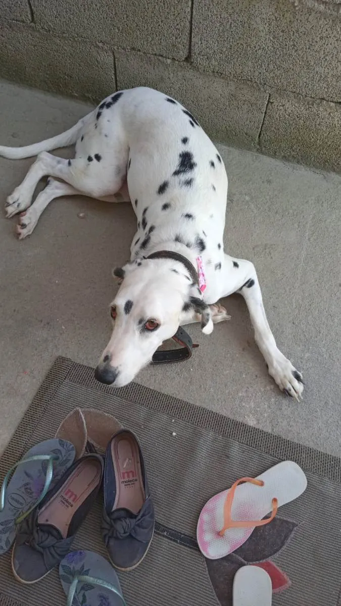 Cachorro ra a Dalmatas idade 6 ou mais anos nome Mel 