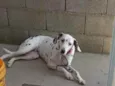 Mel 