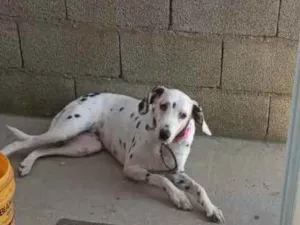 Cachorro raça Dalmatas idade 6 ou mais anos nome Mel 