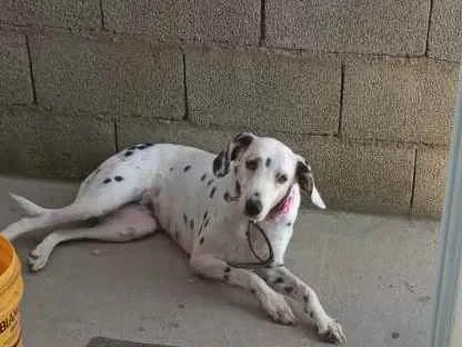Cachorro ra a Dalmatas idade 6 ou mais anos nome Mel 