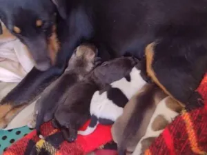 Cachorro raça Vira lata idade Abaixo de 2 meses nome Pequeninos 