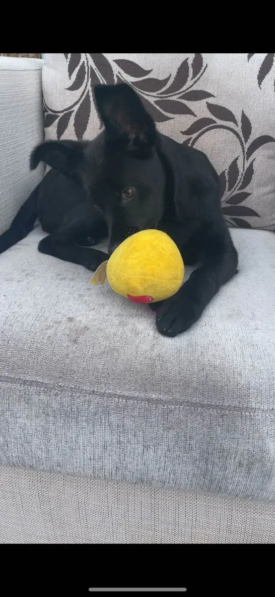 Cachorro raça não definida idade 2 a 6 meses nome Zoe