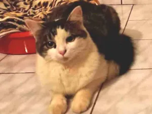 Gato raça SRD idade 1 ano nome Sem nome