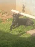 Maya