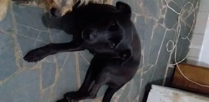 Cachorro ra a Sem raça definida idade 2 anos nome Pin