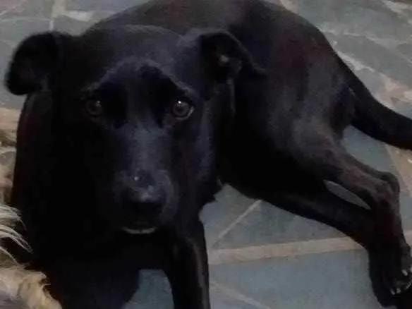 Cachorro ra a Sem raça definida idade 2 anos nome Pin