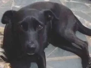 Cachorro raça Sem raça definida idade 2 anos nome Pin