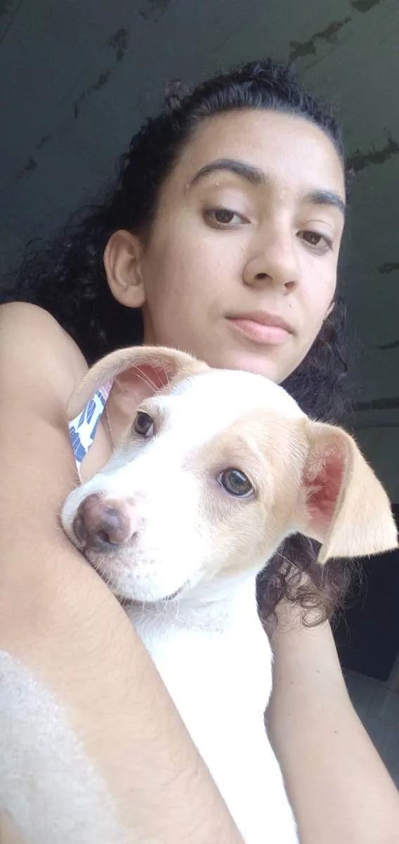 Cachorro ra a Labrador com pitbull idade 7 a 11 meses nome Mel