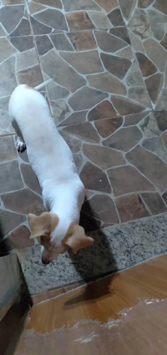 Cachorro ra a Labrador com pitbull idade 7 a 11 meses nome Mel