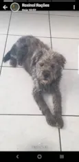 Peludinho