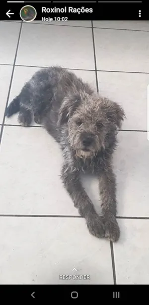 Cachorro raça Vira lata idade 1 ano nome Peludinho