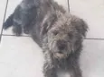 Peludinho