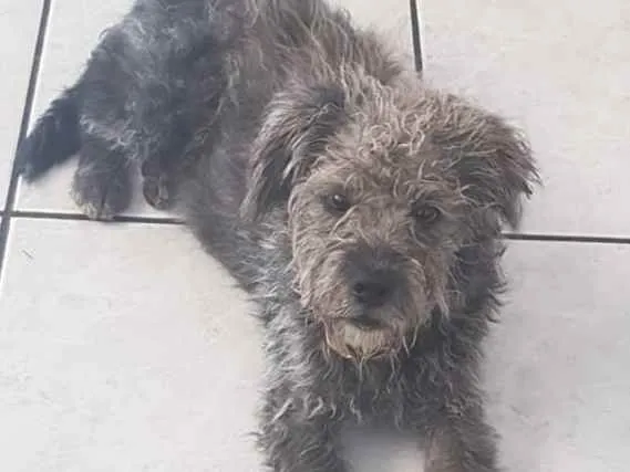 Cachorro raça Vira lata idade 1 ano nome Peludinho
