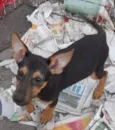 Lulu
