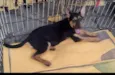 Lulu