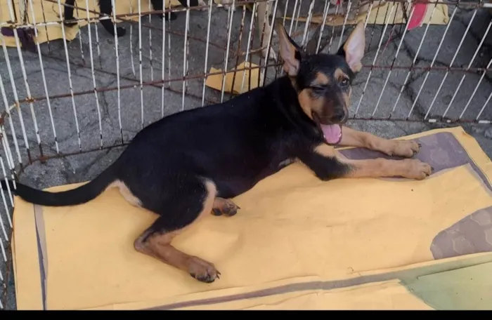 Cachorro ra a Pastor Alemão  idade 2 a 6 meses nome Lulu