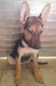 Bolt