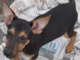 Lulu