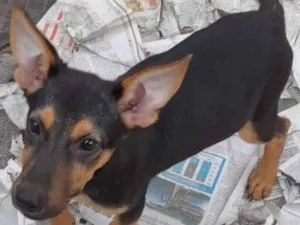 Cachorro raça Pastor Alemão  idade 2 a 6 meses nome Lulu