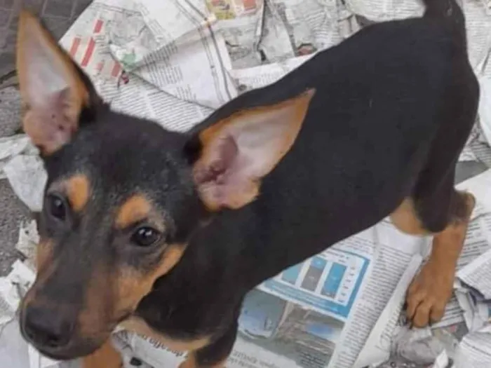 Cachorro ra a Pastor Alemão  idade 2 a 6 meses nome Lulu