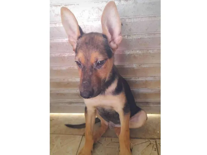 Cachorro ra a Pastor Alemão  idade 2 a 6 meses nome Bolt