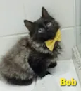 BOB
