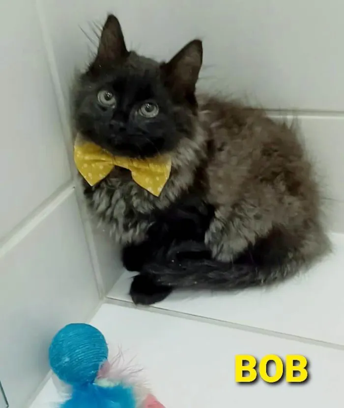 Gato ra a srd bicolor idade 2 a 6 meses nome BOB